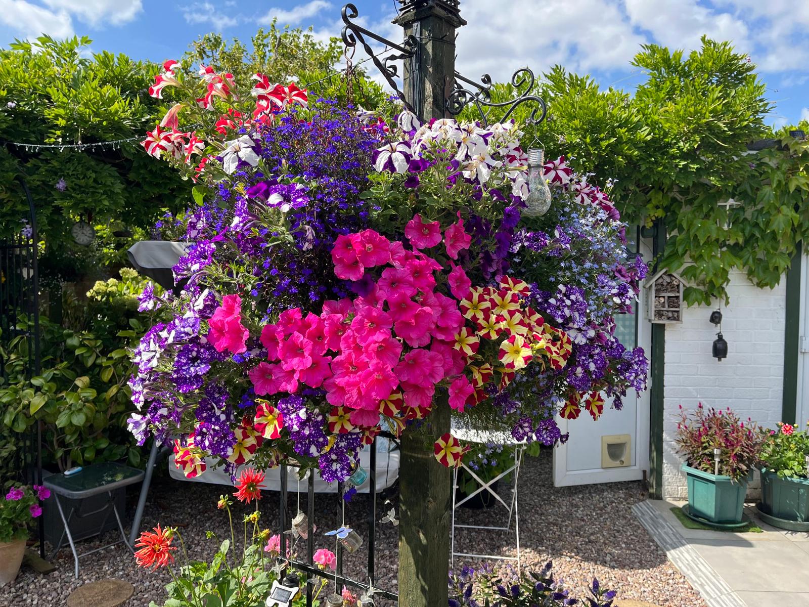 An image of a colourful flowering hanging basket