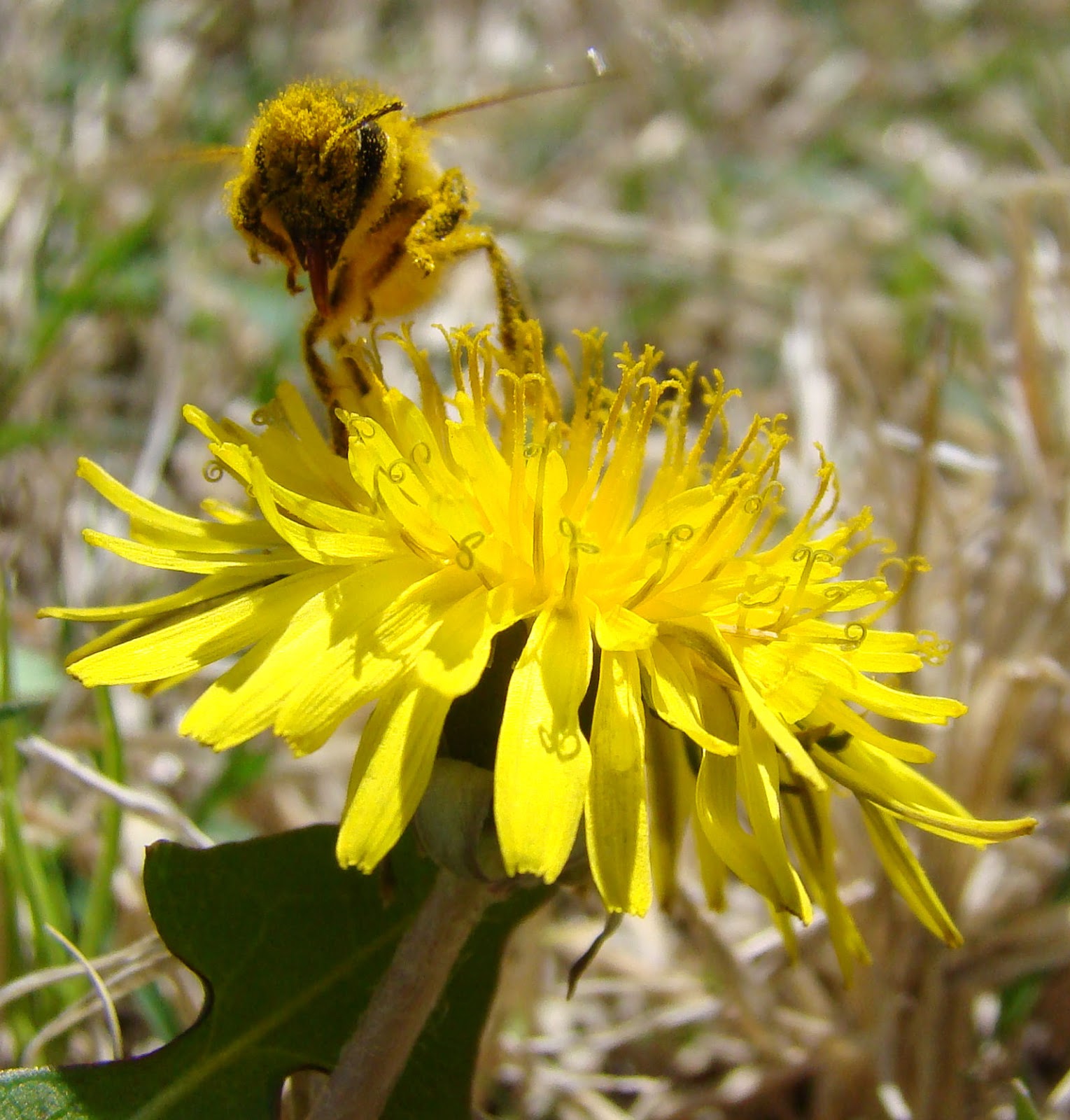 Bee pollinating a yellow flower